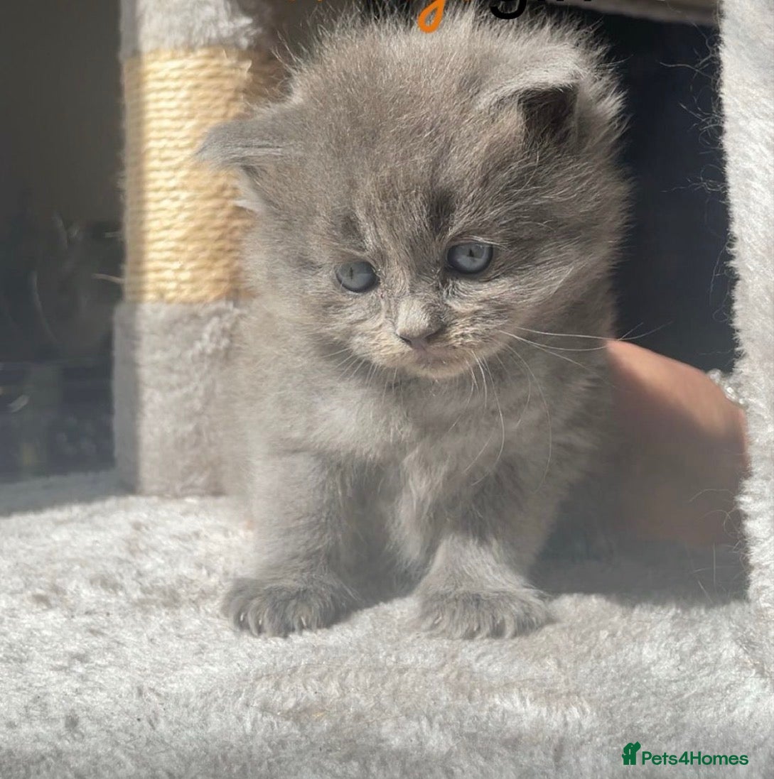 Ragdoll cats Ragdoll / maincoon kittens  - Advert 1