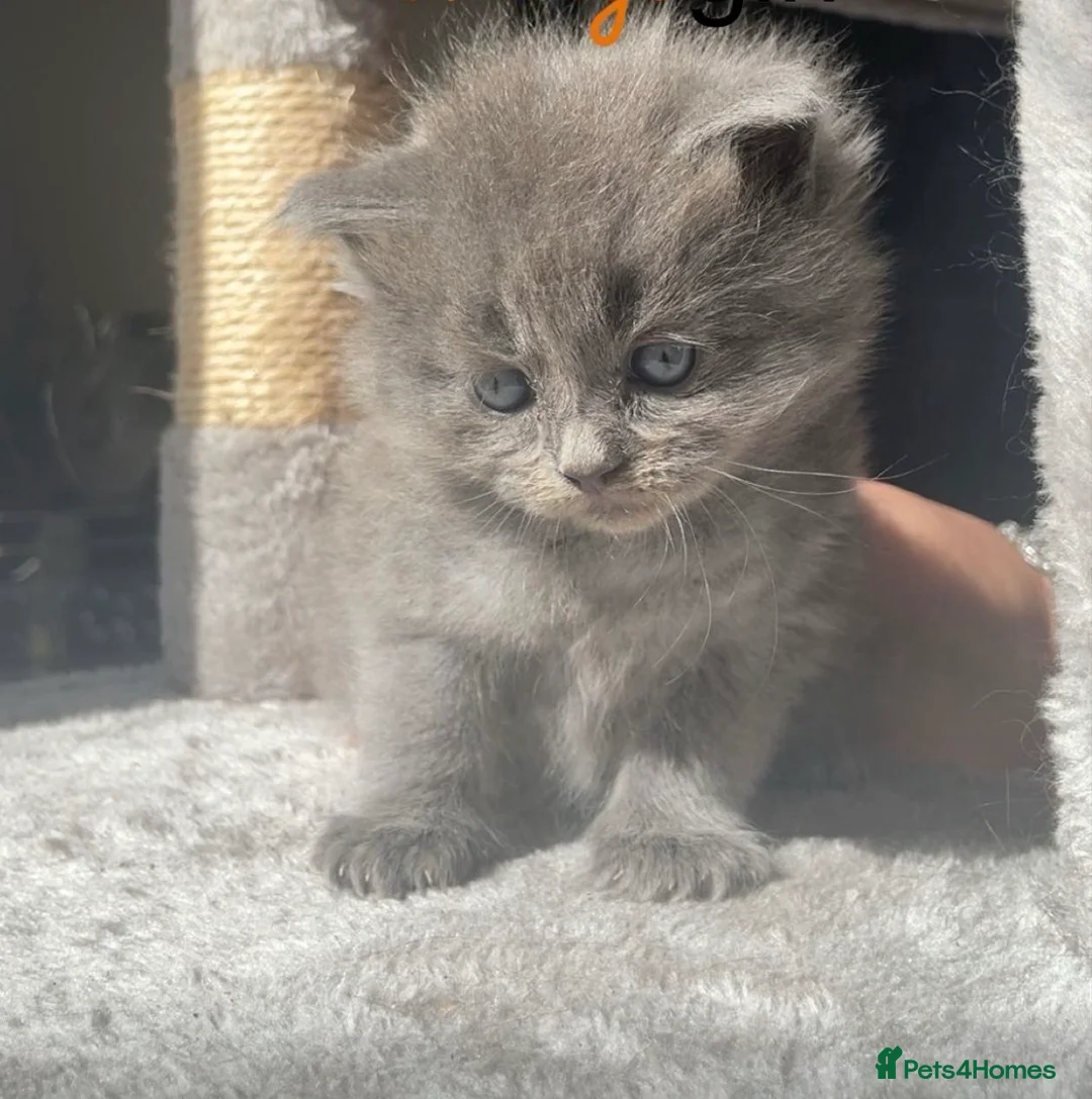 Ragdoll cats for sale: Ragdoll / maincoon kittens  - Advert 1