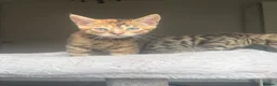 Mixed Breed cats for sale: Beautiful Bengal x Maine coone kittens  - Advert 12