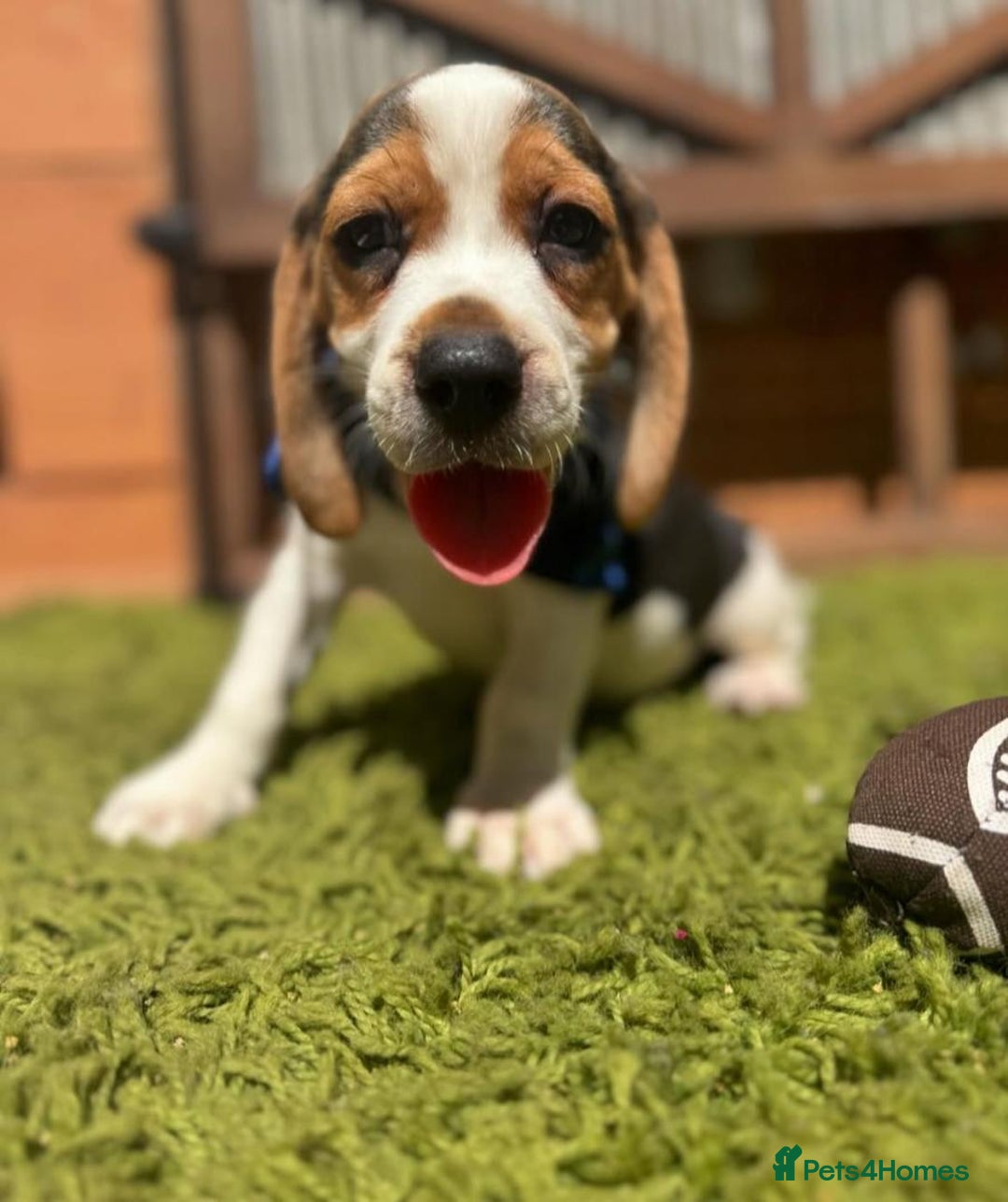 Beagle dogs for sale: Beagle puppies ready for their new home. - Image 6