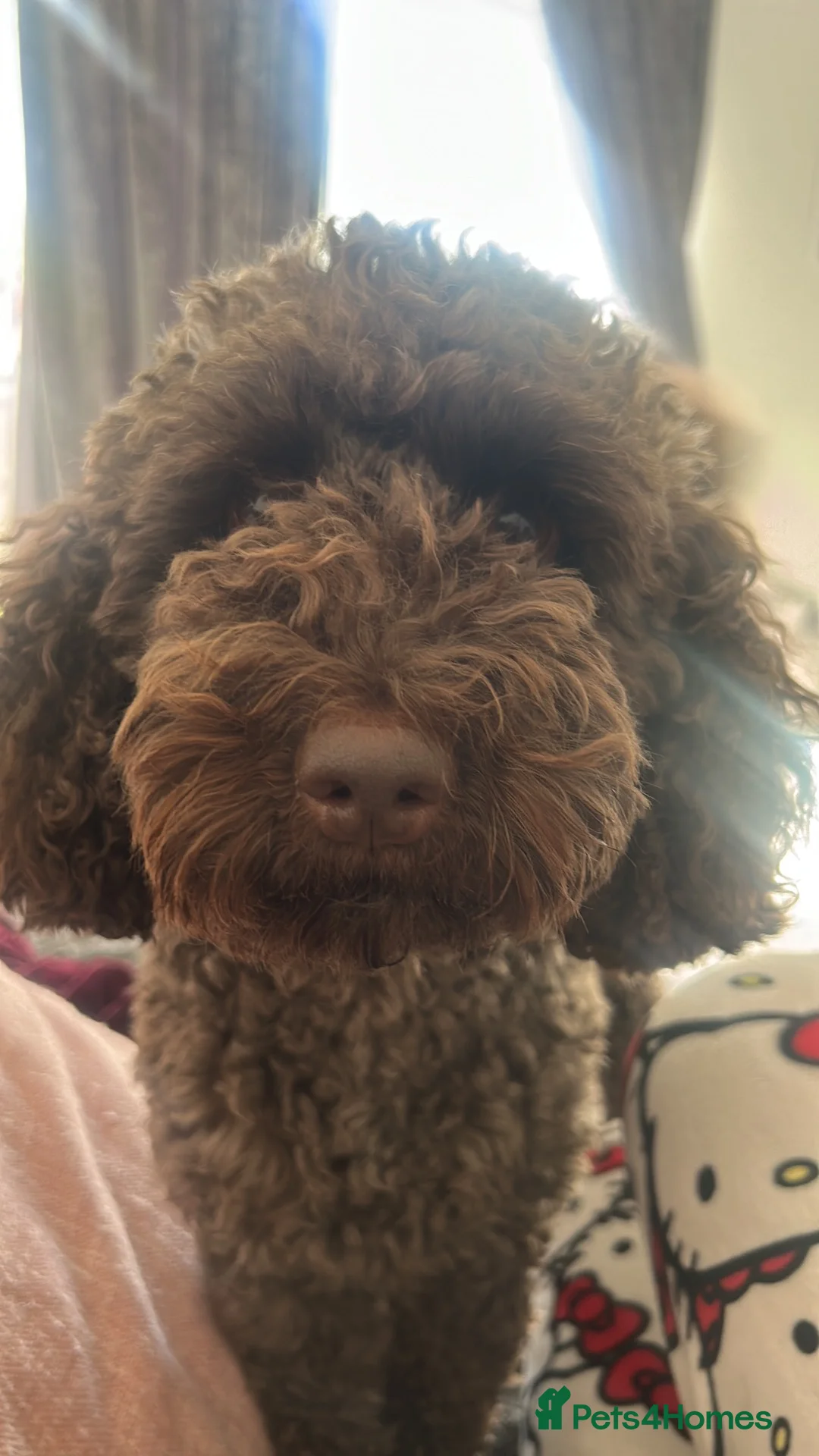Cockapoo dogs for stud:  EddietheTeddy  f2 Cockapoo Stud Derby - Advert 2