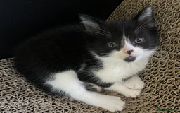 Mixed Breed cats for sale: 4 Sweet tempered kittens looking for loving homes - Image 7