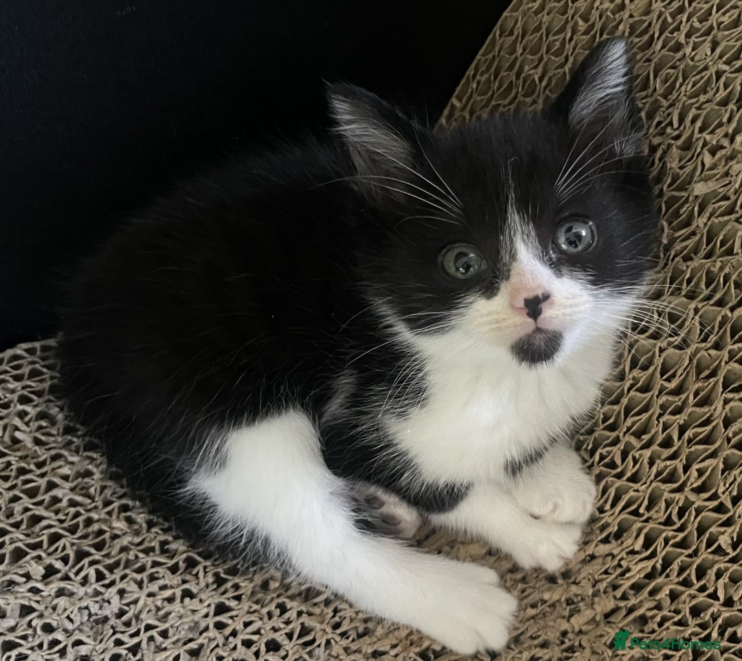 Mixed Breed cats for sale: 4 Sweet tempered kittens looking for loving homes - Image 7