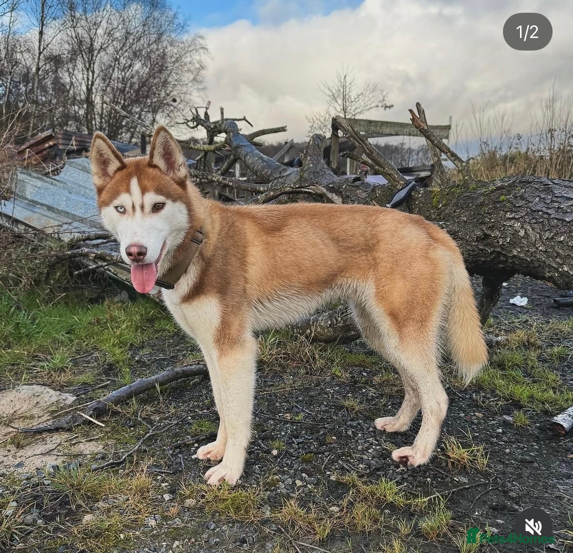 Siberian Husky dogs RED BI-EYED SIBERIAN HUSKY 🐺  - Advert 1