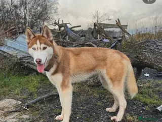 Siberian Husky dogs RED BI-EYED SIBERIAN HUSKY 🐺 - Advert 1