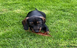 Dachshund dogs for sale: Stunning Dachshunds  - Image 11