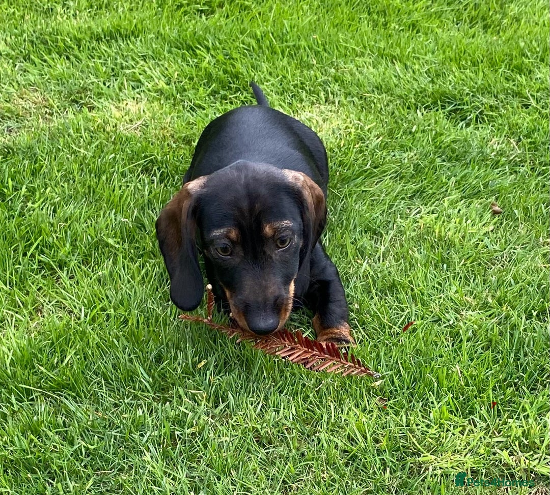 Dachshund dogs for sale: Stunning Dachshunds  - Image 11