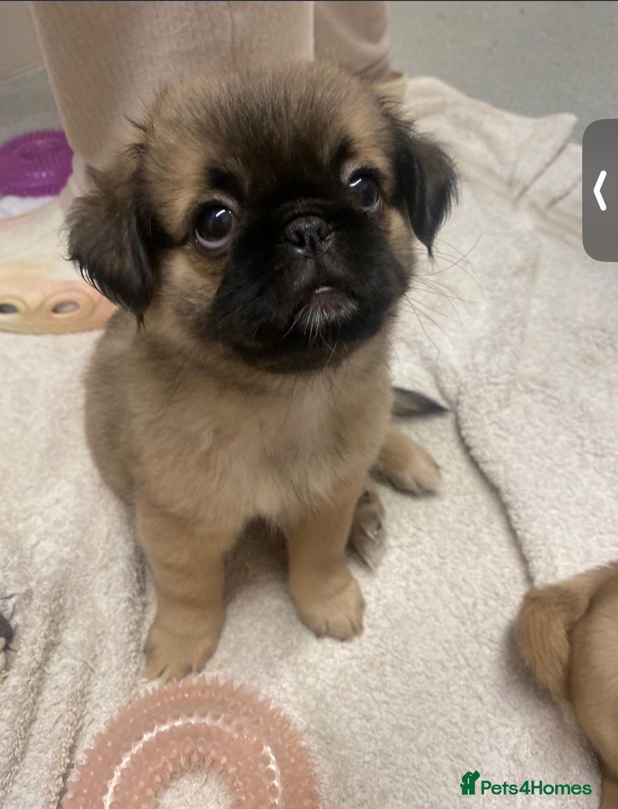 Mixed Breed dogs Pug Tzu puppies 🐶  - Advert 16