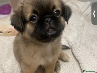 Mixed Breed dogs Pug Tzu puppies 🐶 - Advert 16