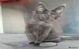 Maine Coon cats for sale: solid boys polydact maine coon  - Image 4