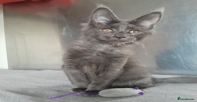 Maine Coon cats - Advert 3