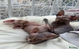 Sphynx cats for sale: Beautiful sphinx kittens  - Image 3
