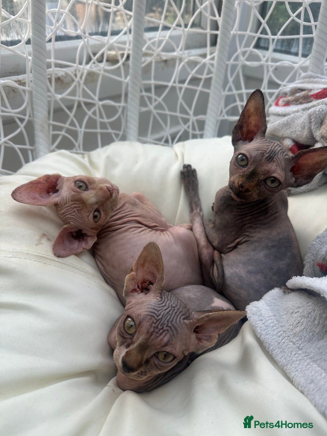 Sphynx cats for sale: Beautiful sphinx kittens  - Image 3