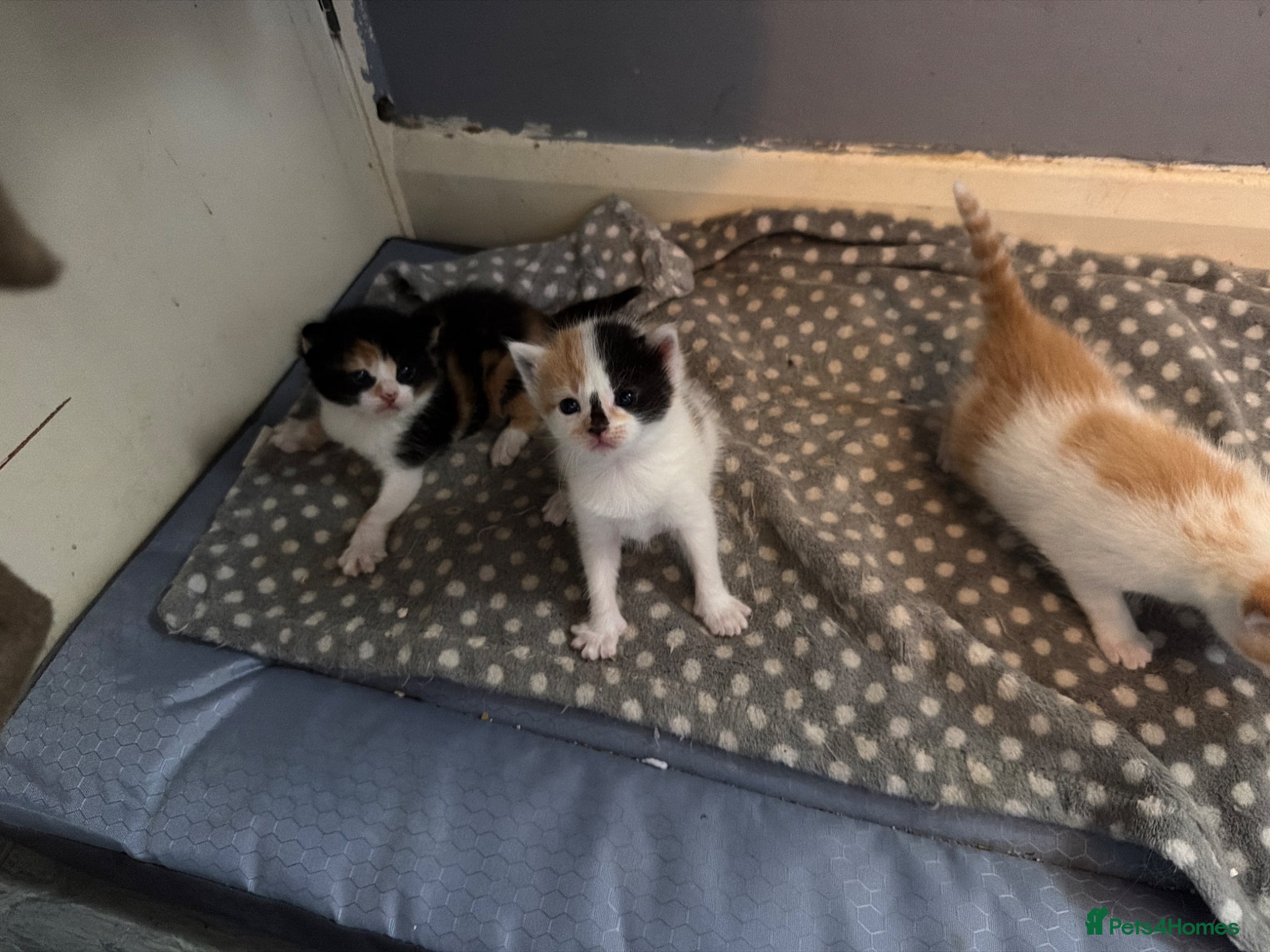 Mixed Breed cats Fluffy little kittens  - Advert 1