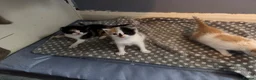 Mixed Breed cats for sale: Fluffy little kittens  - Advert 1
