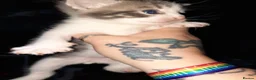 Domestic Shorthair cats for sale: Domestic shorthair  - Advert 10