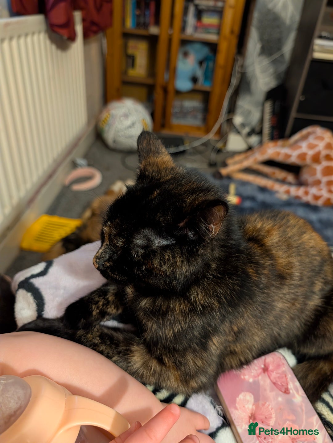 Mixed Breed cats for sale: 1 year old car for sale  - Advert 3