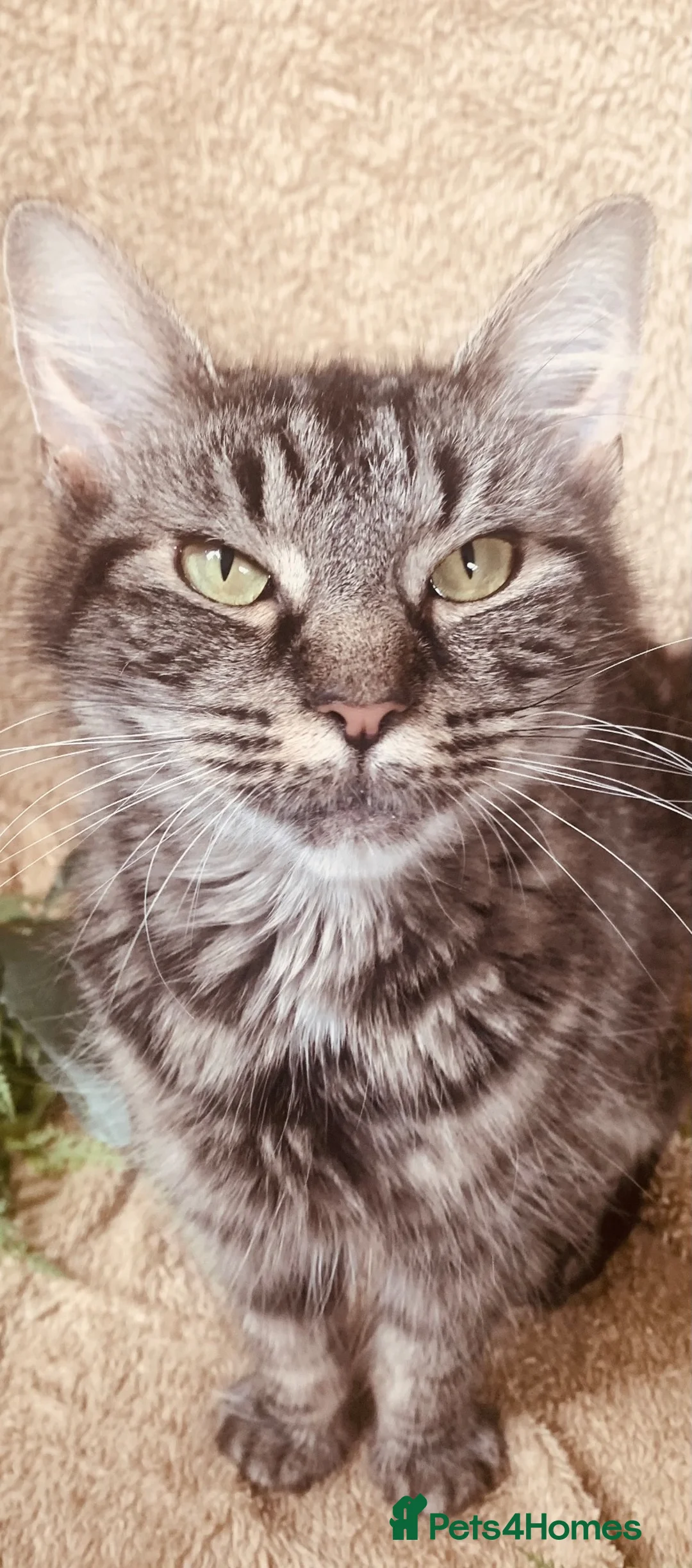 Norwegian Forest Cat cats for sale: STUNNING WEDGIE BOYS AVAILABLE  - Advert 10