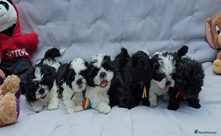 Shih Tzu dogs - Advert 15
