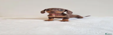 Miniature Dachshund 3