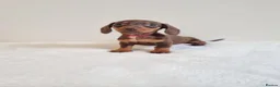 Miniature Dachshund dogs for sale: Beautiful Miniature Dachshund Puppies  - Advert 4