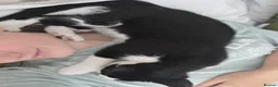 Domestic Shorthair cats for sale: Gorgeous black and white kitten called Jet - Advert 12