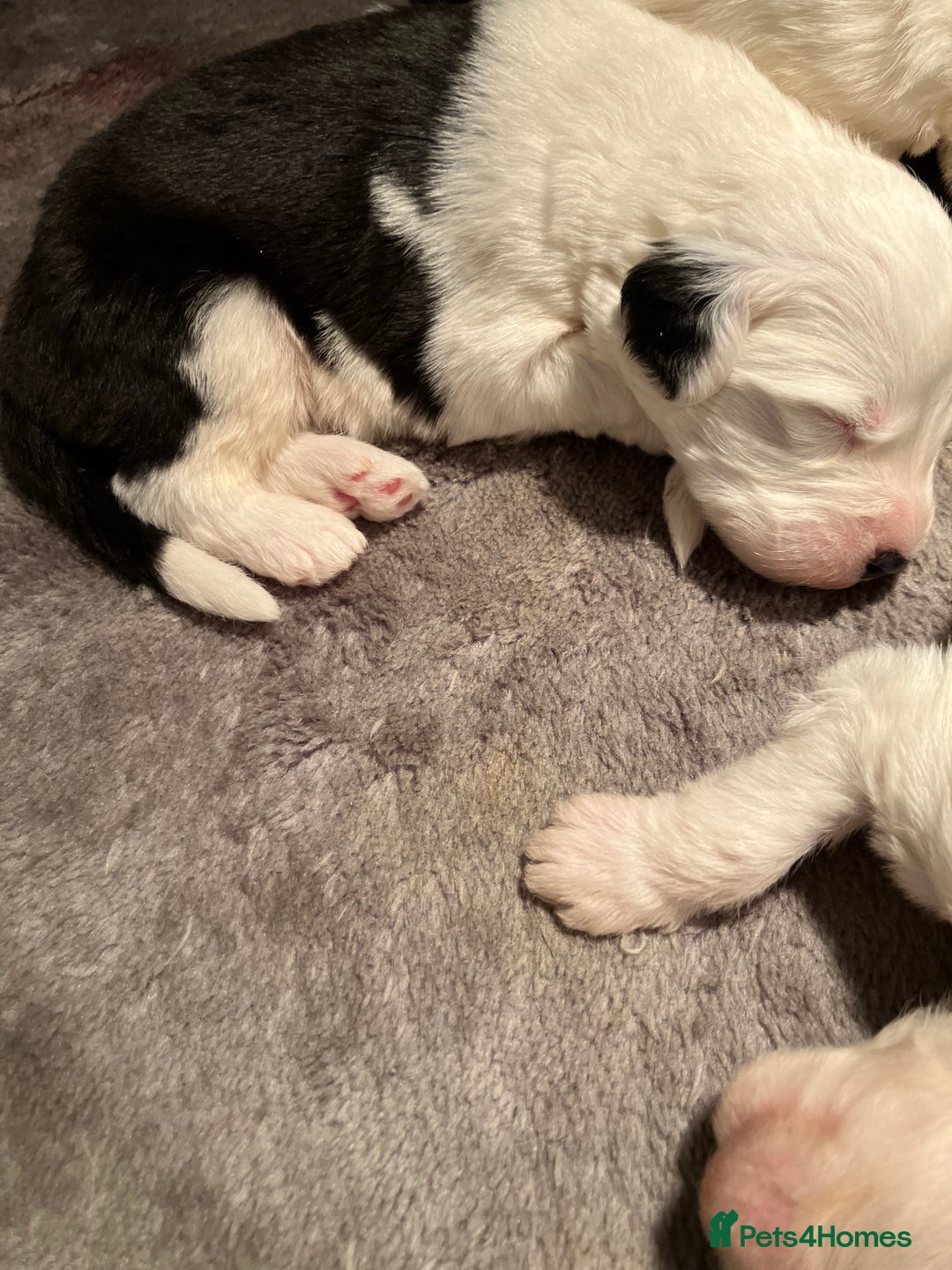 Old English Sheepdog dogs for sale: HEALTH TESTED OLD ENGLISH SHEEPDOG PUPPIES  - Advert 12