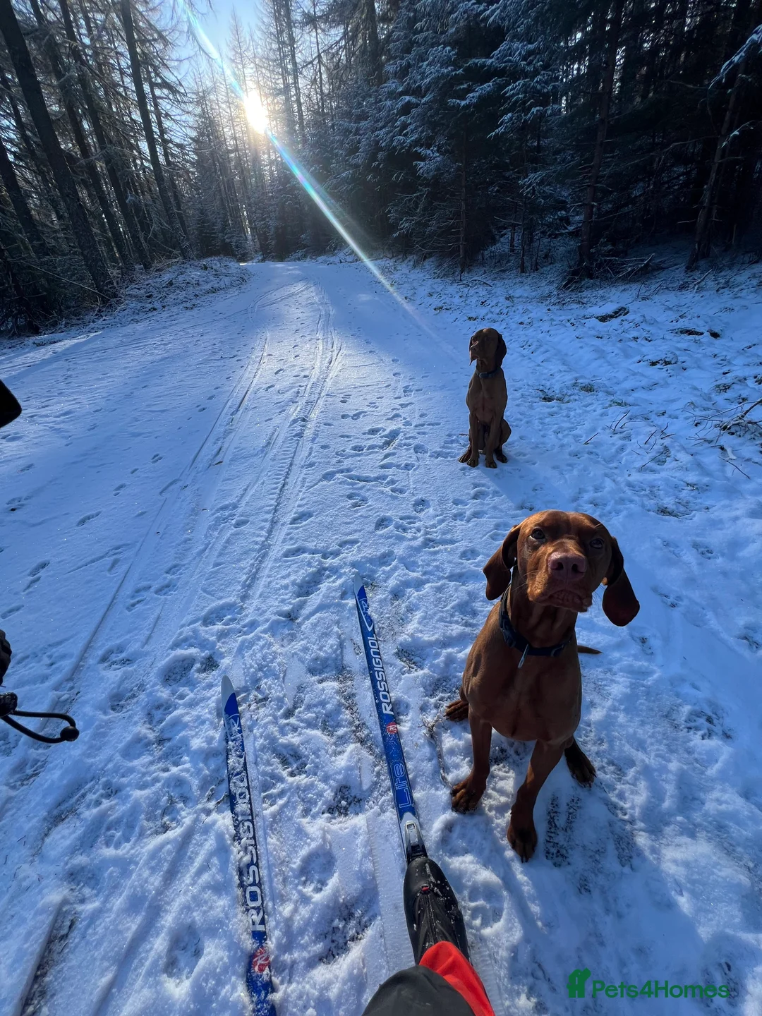 Hungarian Vizsla dogs for stud: Thor * Serbian Champion & Slovenian bloodlines  - Advert 2