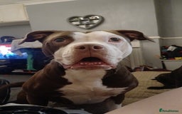 Alapaha Blue Blood Bulldog dogs for sale: Star! Alapaha Blue Blood Bulldog, 2 Years old - Image 4