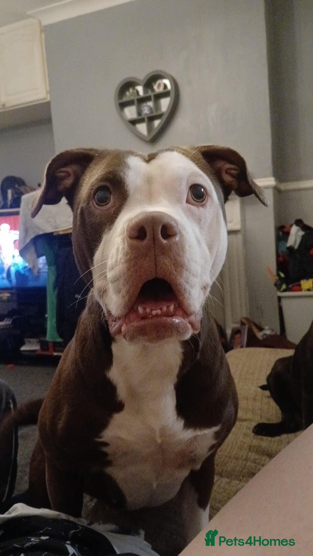 Alapaha Blue Blood Bulldog dogs for sale: Star! Alapaha Blue Blood Bulldog, 2 Years old - Image 4