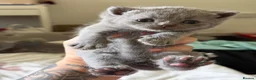 British Shorthair cats for sale: British blue Kittens  - Advert 7