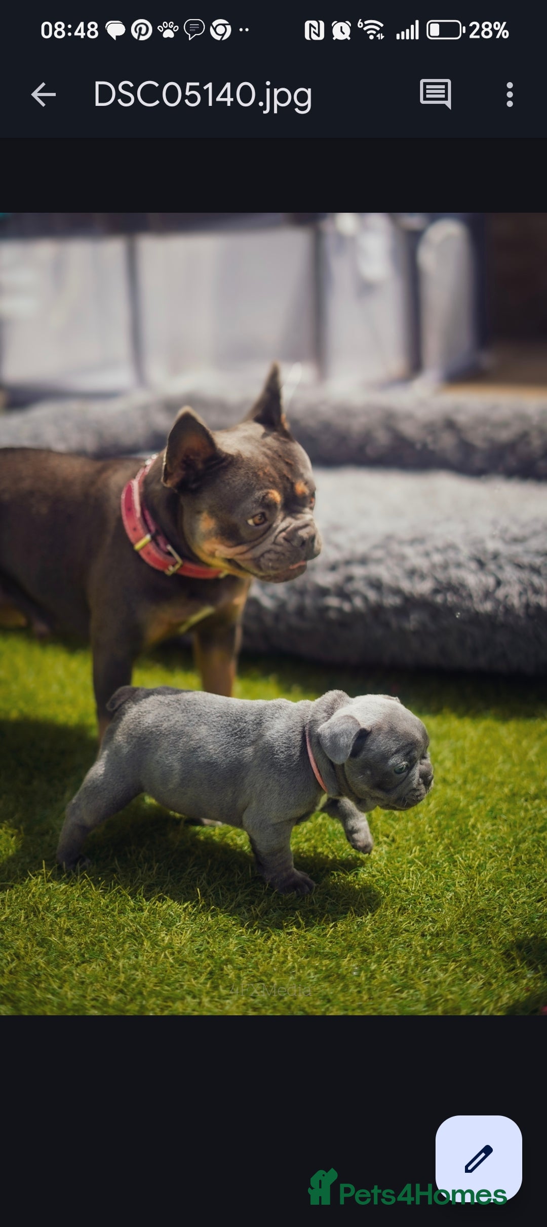 French Bulldog dogs for sale: Beautiful blue frenchie  - Image 12
