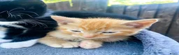 Mixed Breed cats for sale: 4 kittens ready for new homes today - Advert 4