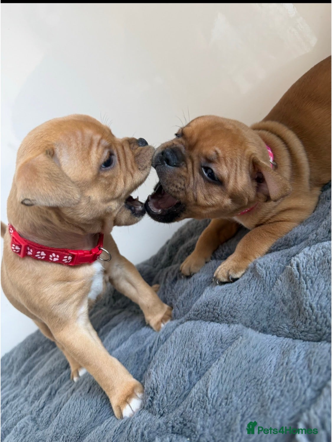 Staffordshire Bull Terrier dogs Red collar  - Advert 1
