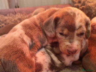 Dachshund dogs 8 Smooth Haired miniature dachshund pups - Advert 8