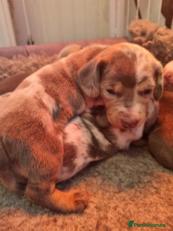 Dachshund dogs 8 Smooth Haired miniature dachshund pups - Advert 14