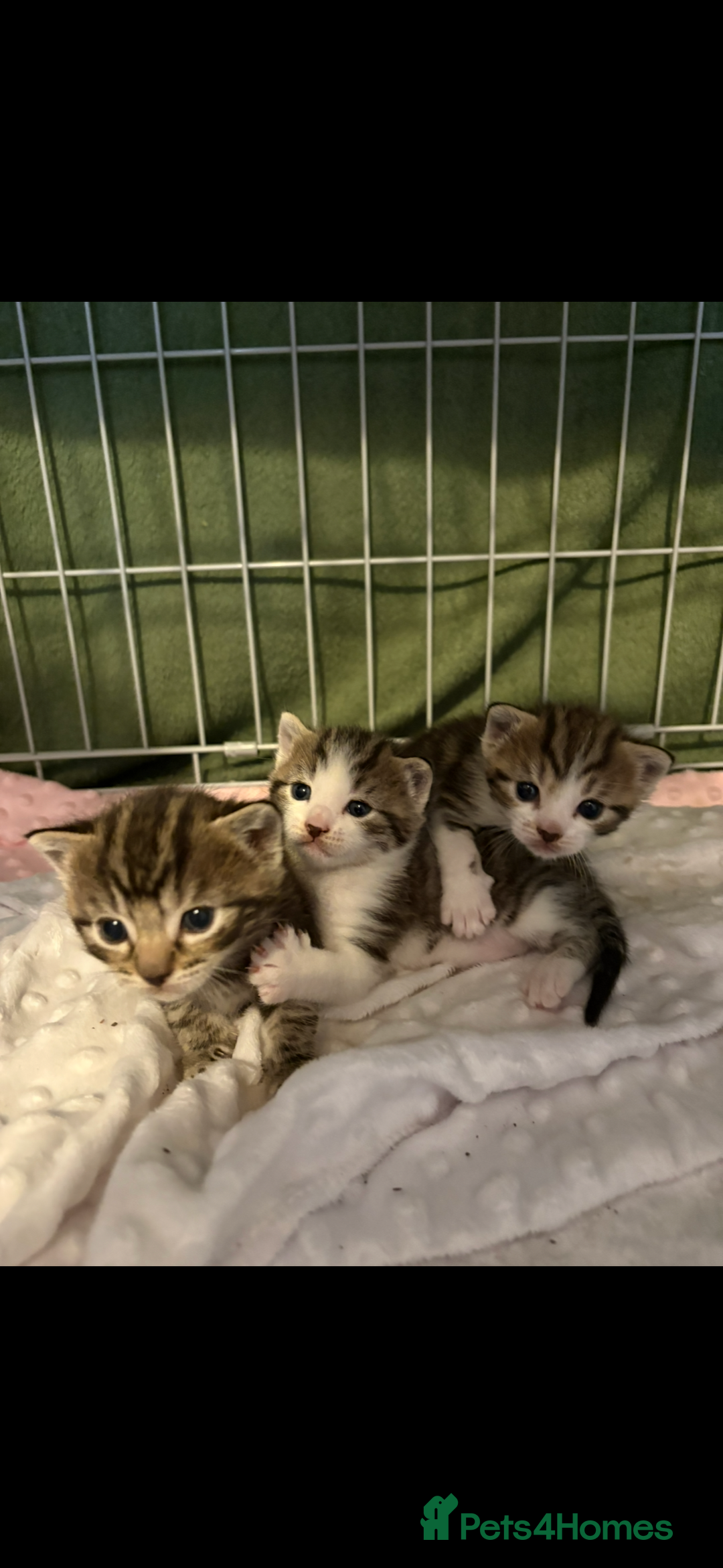 Mixed Breed cats for sale: One boy kitten left  - Advert 5