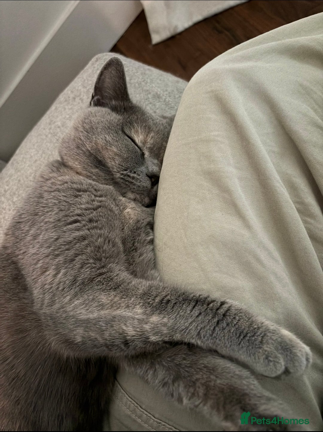 Scottish Fold cats for sale: Beautiful 3 Yr Old Scottish Fold - Advert 8