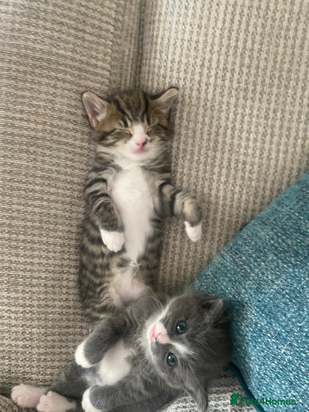 Mixed Breed cats for sale: Grey Male kitten  - Advert 8