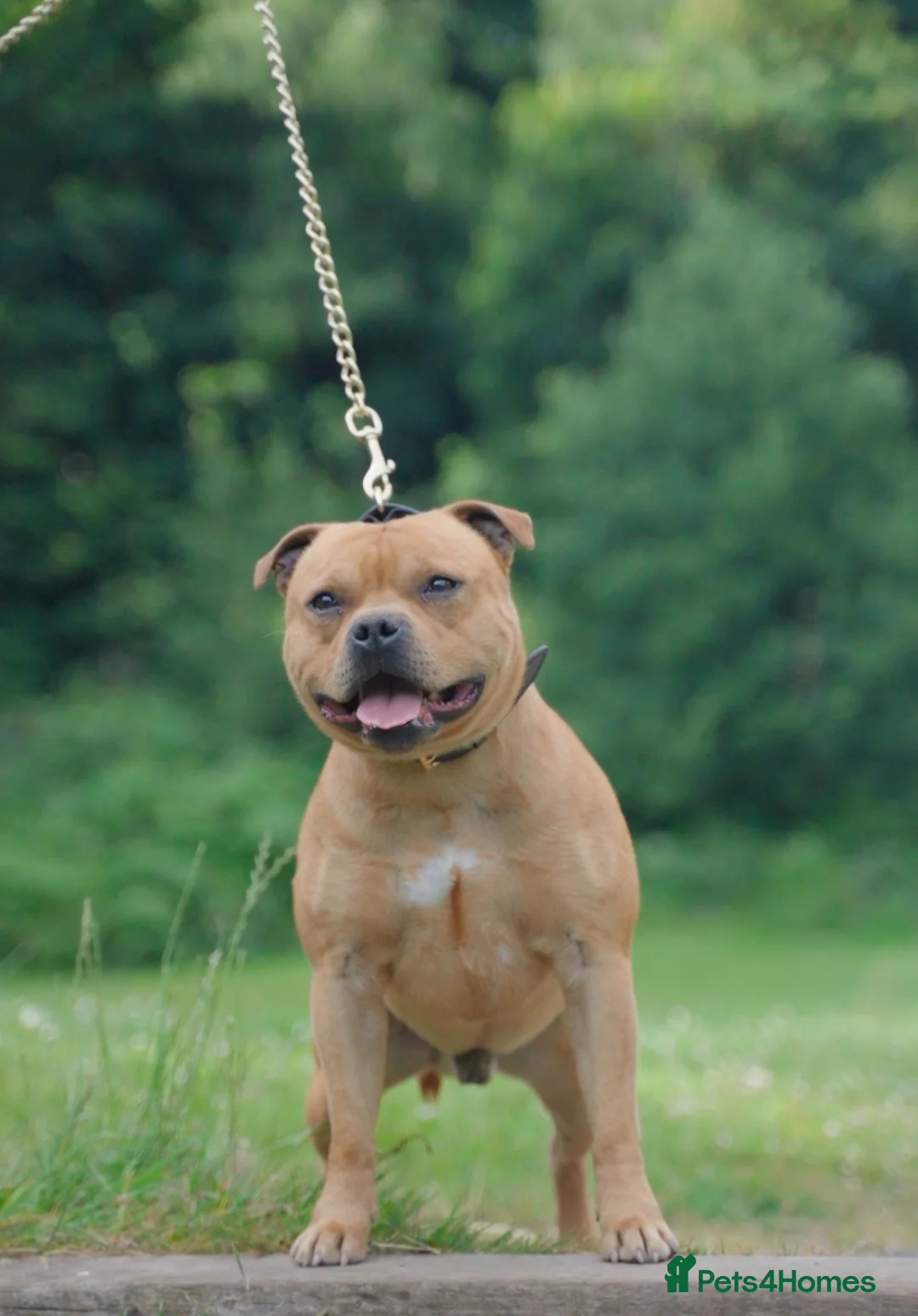 Staffordshire Bull Terrier dogs for stud: Exceptional Red Staffordshire Bull Terrier! in Nottingham - Advert 2