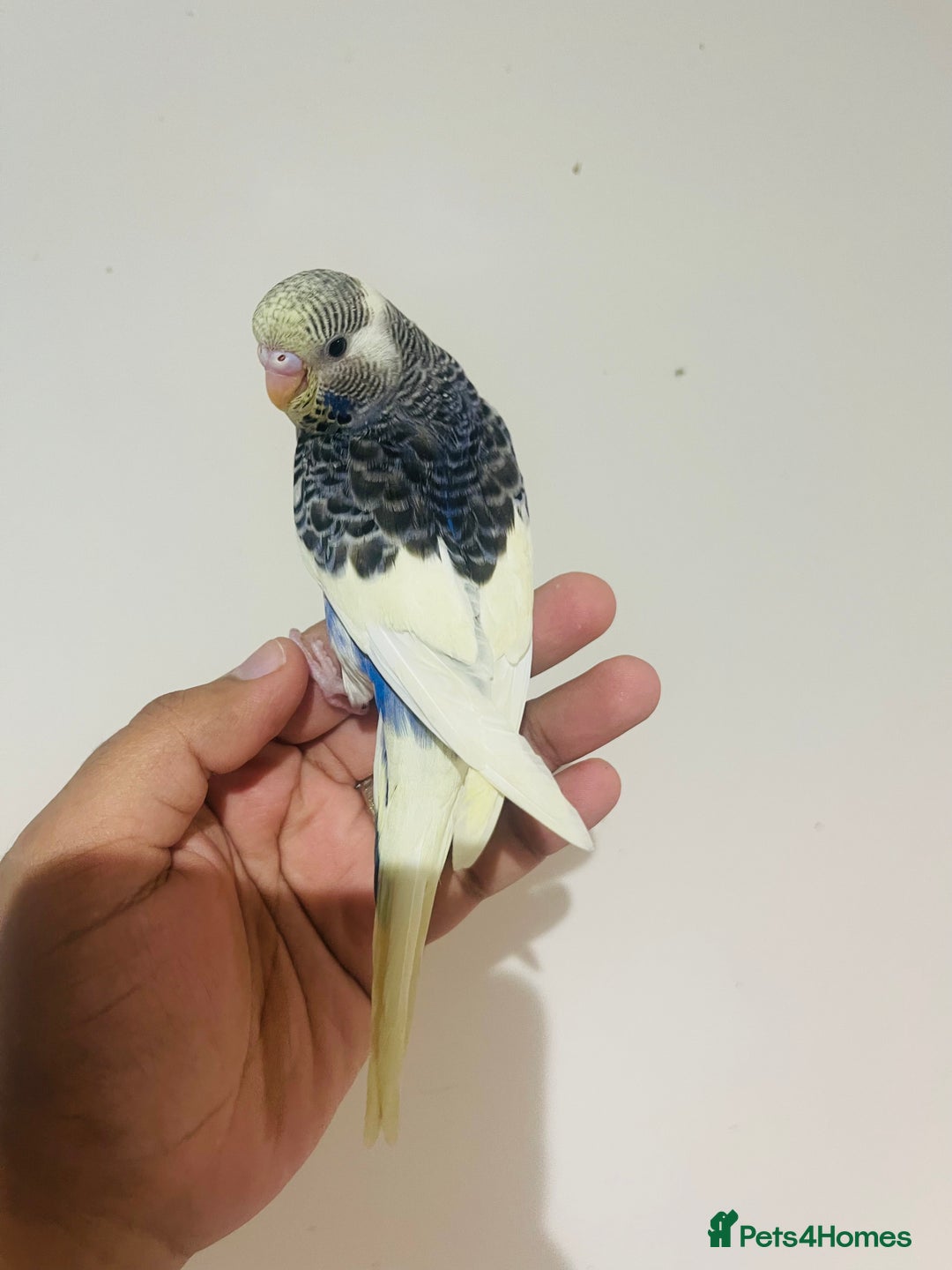 Budgerigars birds for sale: Hand reared budgies for sale  - Advert 19
