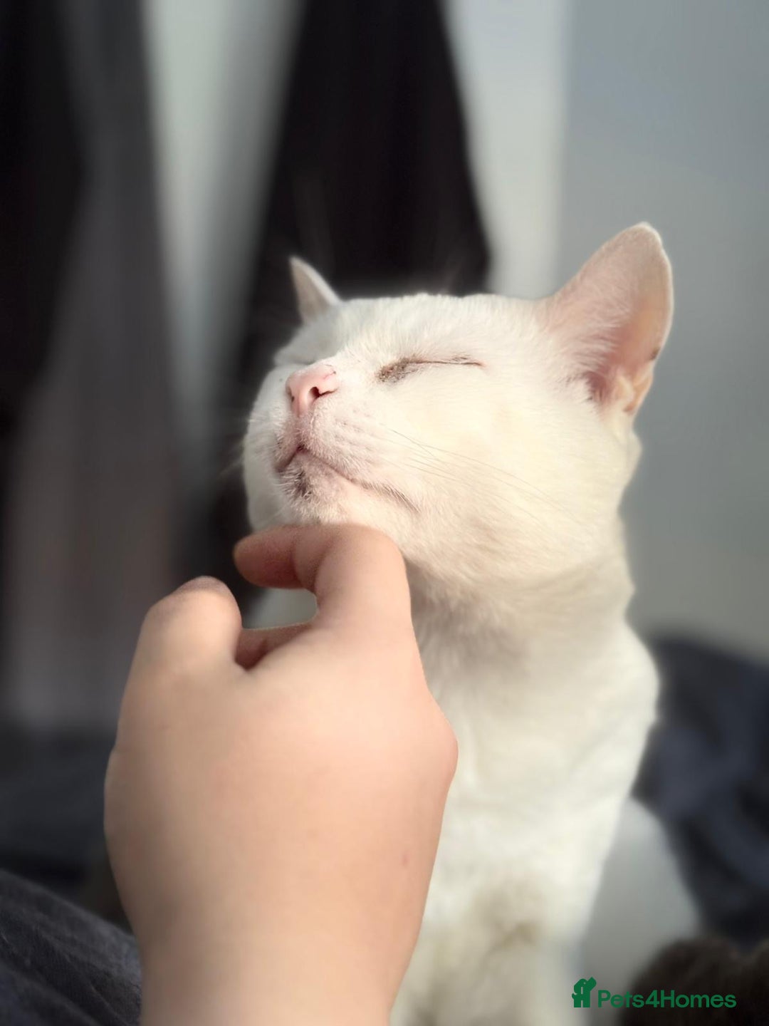 British Shorthair cats for sale: Cheeko (male cat) - Advert 3