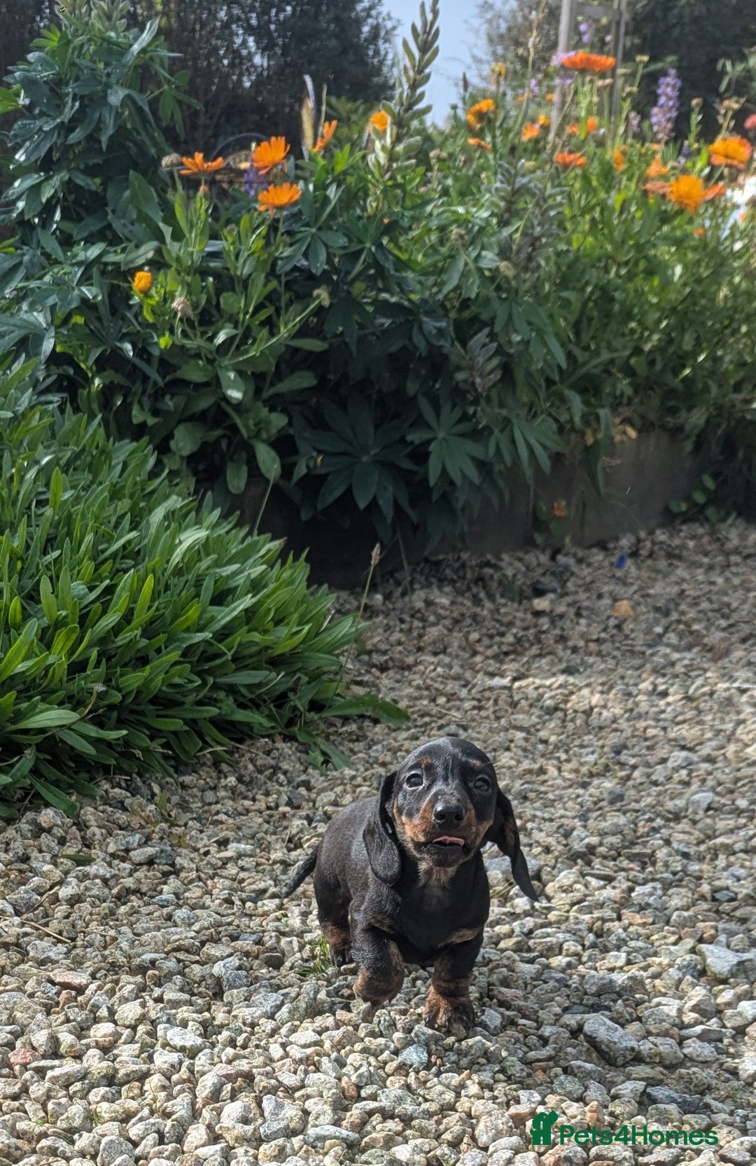 Miniature Dachshund dogs for sale: KC true to type miniature dachshund  - Image 4