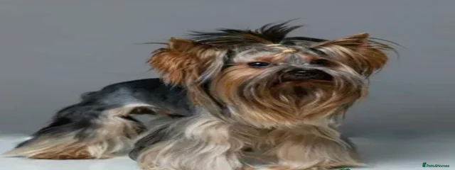 Andy