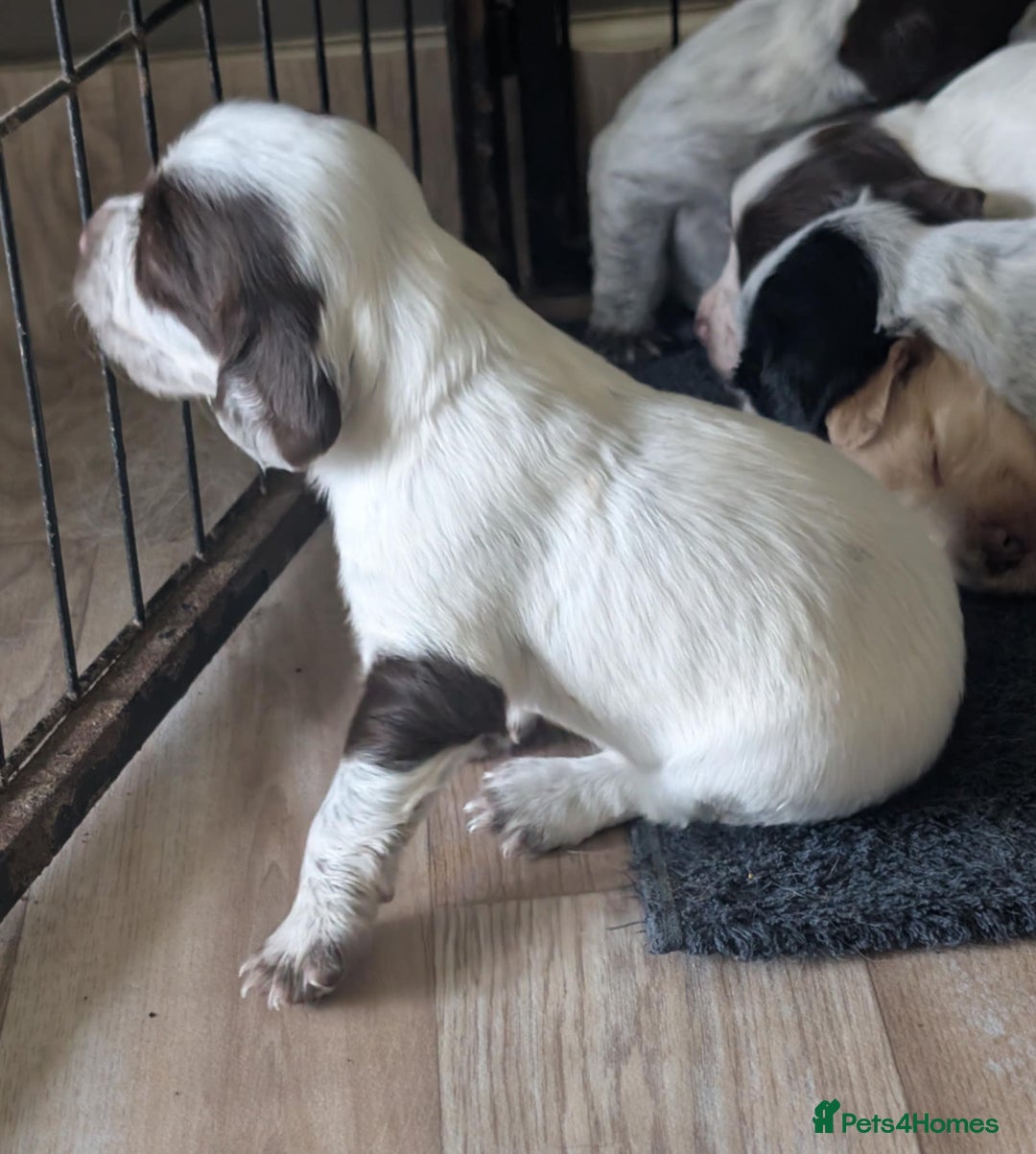 Cocker Spaniel dogs for sale: 2 x BOYS - KC Reg Working Cocker Spaniels - Image 14