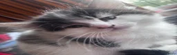 British Shorthair cats for sale: Kittens for sale - Advert 9