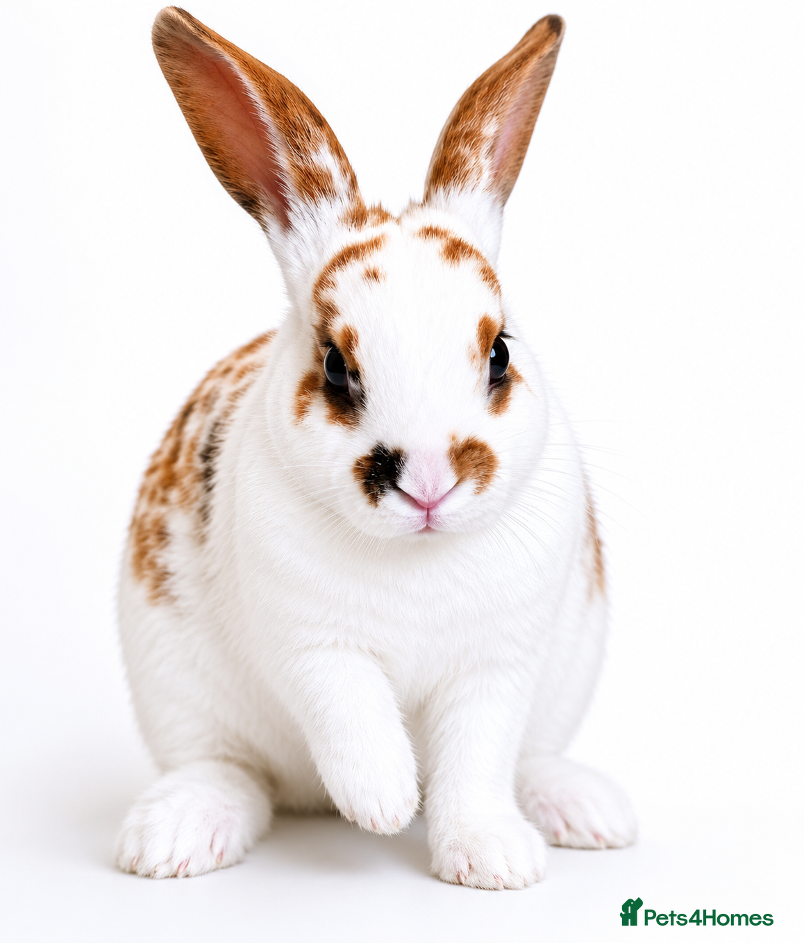 Rex rabbits X2 Mini Rex  - Advert 1