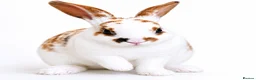 Rex rabbits for sale: X2 Mini Rex  - Advert 1