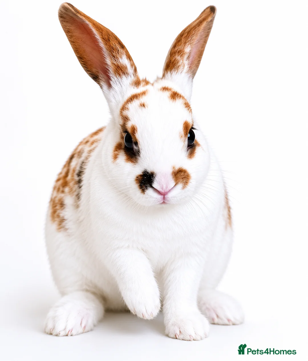 Rex rabbits for sale: X2 Mini Rex  - Advert 1