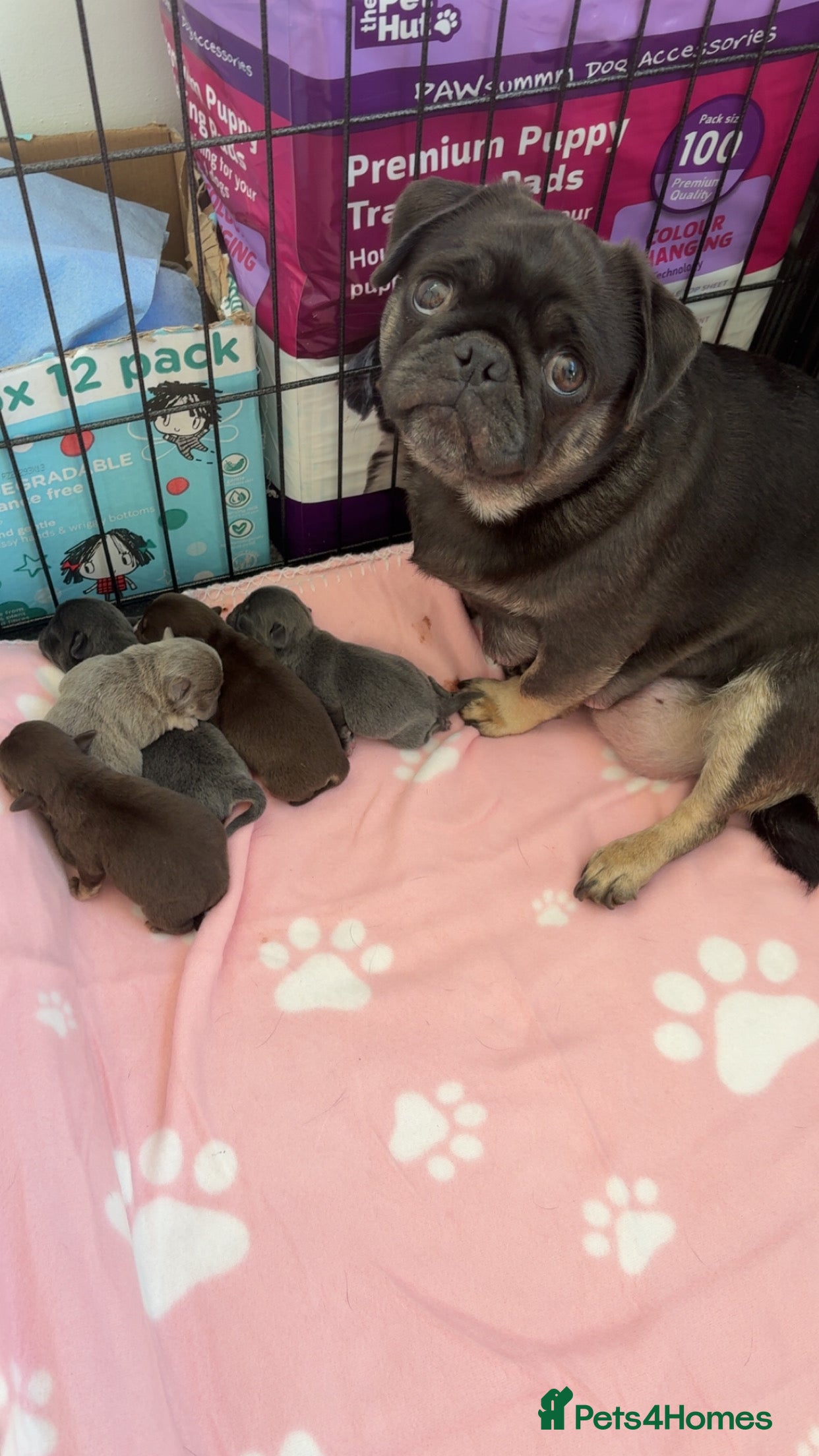 Pug dogs Beautiful last little girl pug. - Advert 3